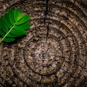 Outdoor Photography Services